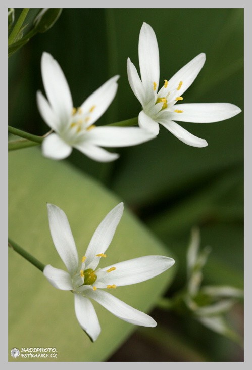 Snědek přímolistý, Snědek Kochův, Bledovka Kochova (Ornithogalum kochii)2 - Č.Hrádek