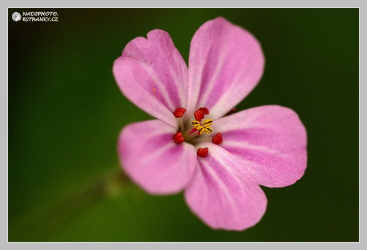 Kakost smrdutý (Geranium robertianum)