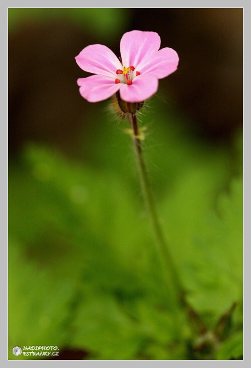 Kakost smrdutý (Geranium robertianum)2