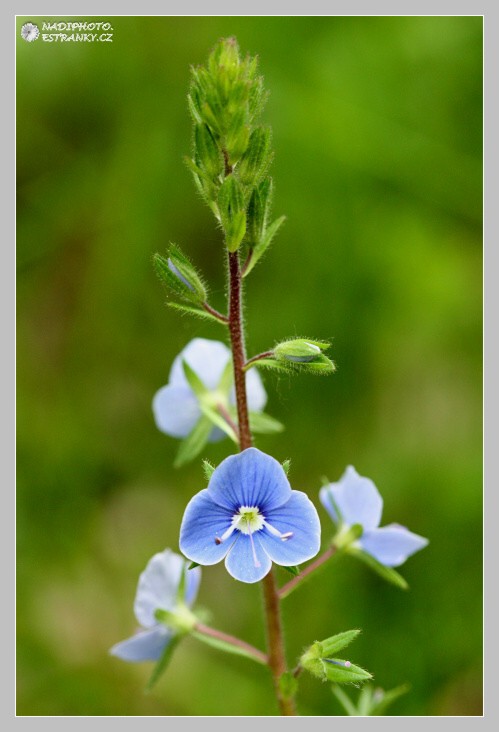 Rozrazil rezekvítek (Veronica chamaedrys)1 - Vysoká pec