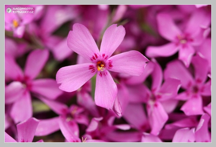 Plamenka šídlovitá (Phlox subulata) 1