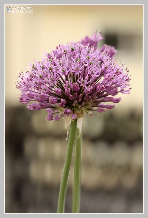 Česnek (Allium) sp.