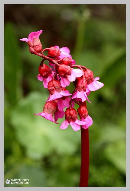 Bergenie (Bergenia) sp. 2