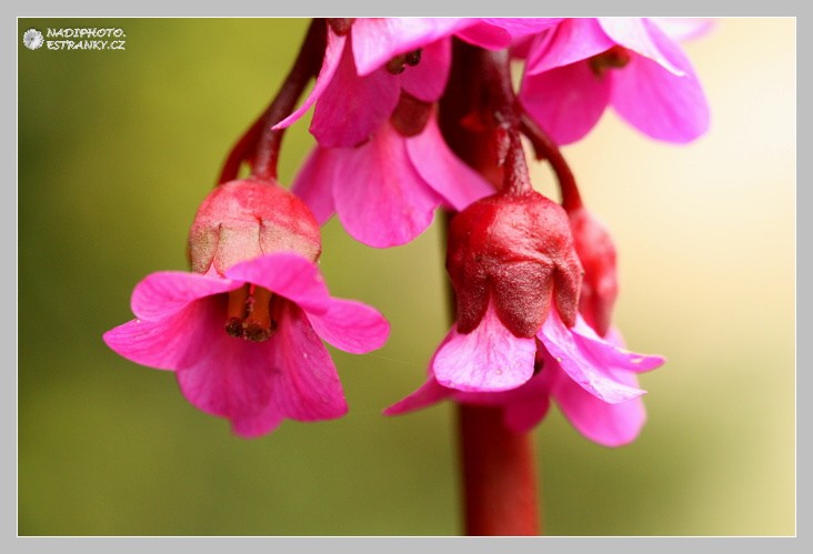 Bergenie (Bergenia) sp. 1