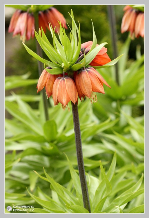 Řebčík královský - císařská koruna ( Fritillaria Imperialis) - Č.Hrádek