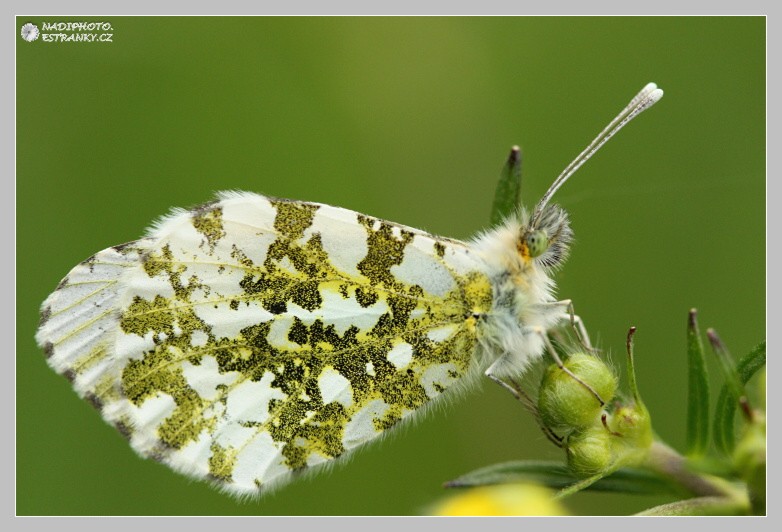 Bělásek řepkový (Pieris napi) - Vysoká Pec