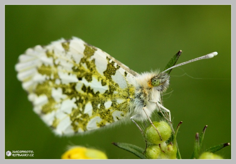 Bělásek řepkový (Pieris napi)2 - Vysoká Pec