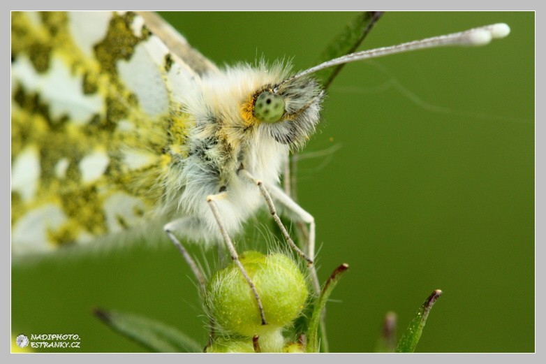 Bělásek řepkový (Pieris napi)1 - Vysoká Pec