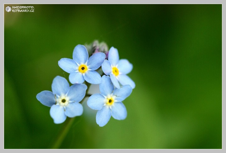 Pomněnka bahenní (Myosotis palustris)2 - Vysoká Pec