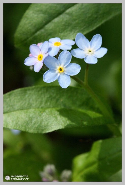 Pomněnka bahenní (Myosotis palustris) - Vysoká Pec 