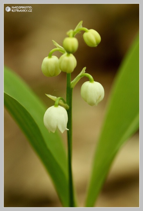 Konvalinka vonná (Convallaria majalis)3 - Vysoká Pec