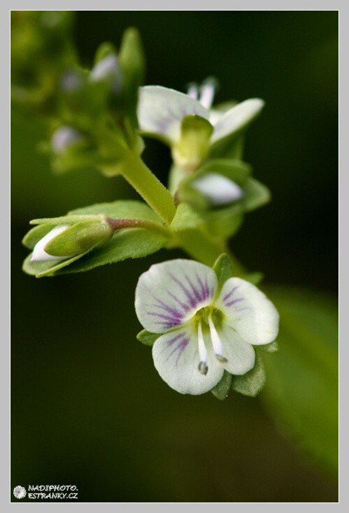 Rozrazil douškolistý - (Veronica serpyllifolia)1 - Jindřišská