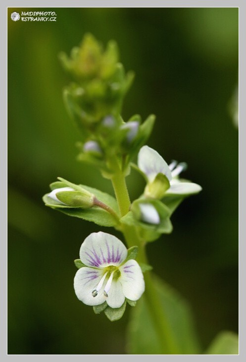 Rozrazil douškolistý - (Veronica serpyllifolia) - Jindřišská