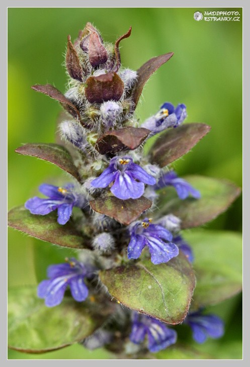 Zběhovec lesní - zběhovec ženevský - (Ajuga genevensis) - Jindřišská