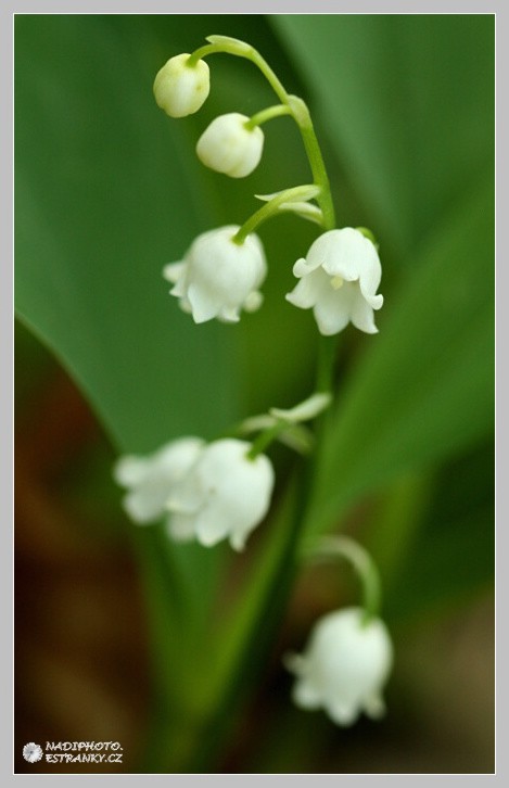 Konvalinka vonná (Convallaria majalis)2 - Vysoká Pec