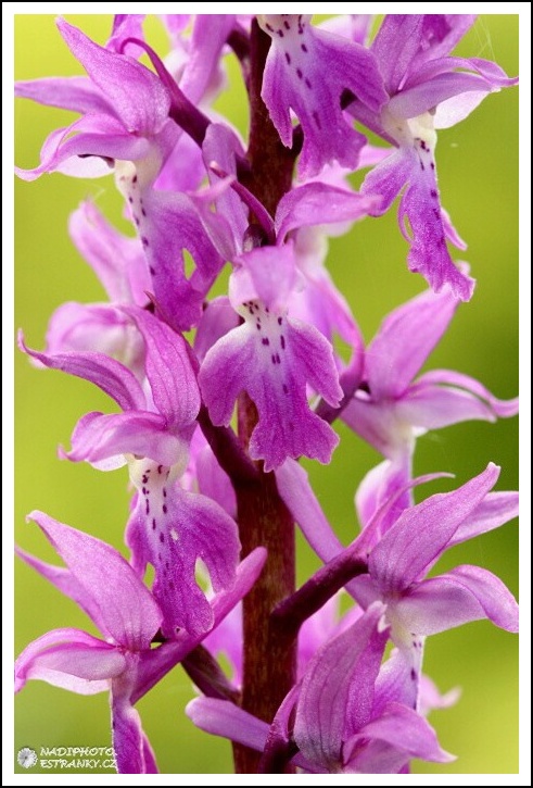 Vstavač mužský (Orchis mascula) - NPR Úhošt