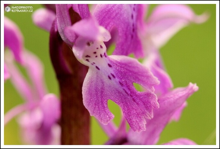 Vstavač mužský (Orchis mascula)1 - NPR Úhošt