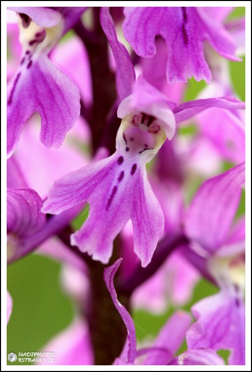 Vstavač mužský (Orchis mascula)2 - NPR Úhošt