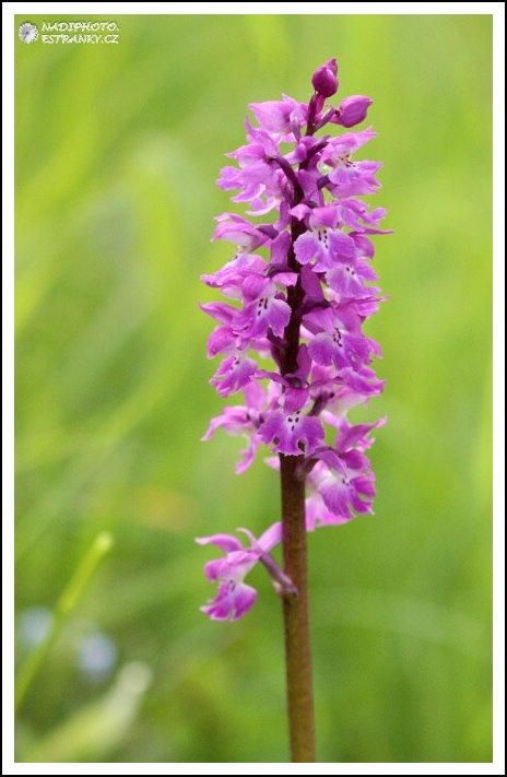 Vstavač mužský (Orchis mascula)3 - NPR Úhošt