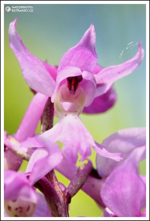 Vstavač mužský (Orchis mascula)4 - NPR Úhošt