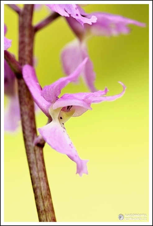 Vstavač mužský (Orchis mascula)7 - NPR Úhošt