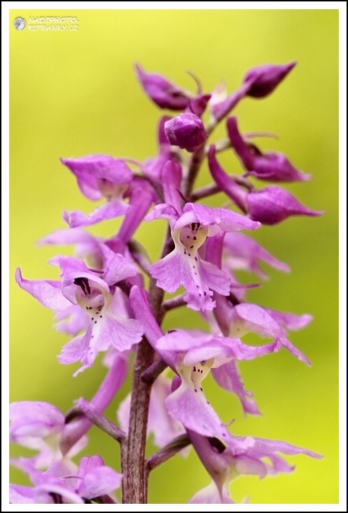 Vstavač mužský (Orchis mascula)8 - NPR Úhošt