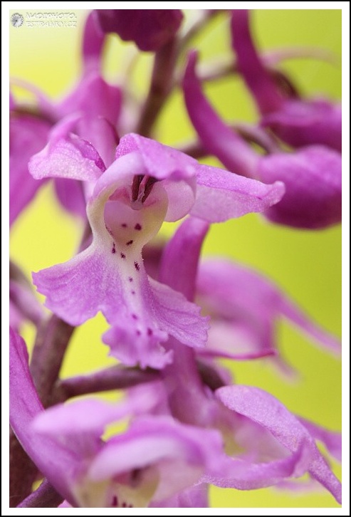 Vstavač mužský (Orchis mascula)9 - NPR Úhošt