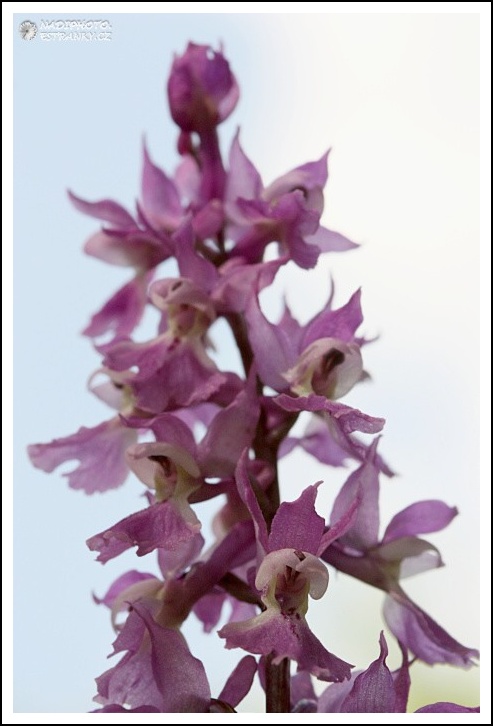 Vstavač mužský (Orchis mascula)12 - NPR Úhošt