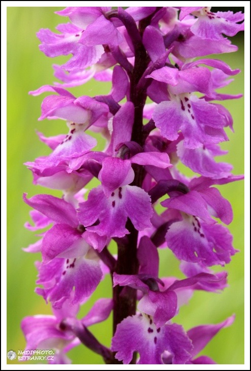 Vstavač mužský (Orchis mascula)13 - NPR Úhošt