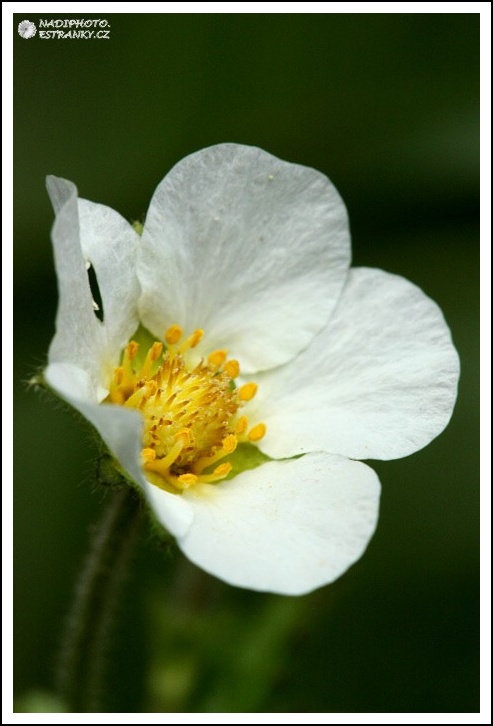 Plamének (Clematis hybrida)4