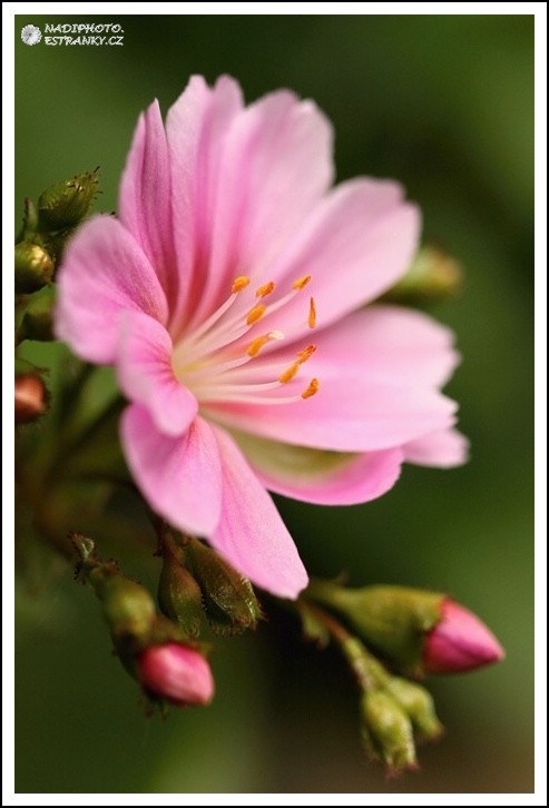 Levisie květnatá (Lewisia cotyledon)