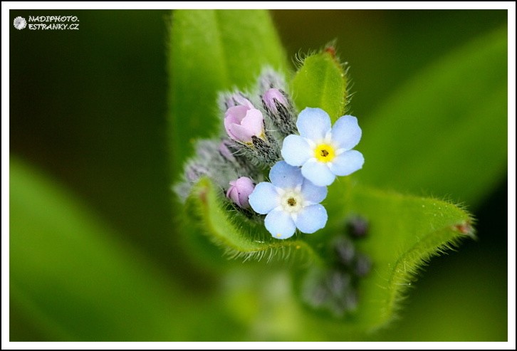 Pomněnka sp.