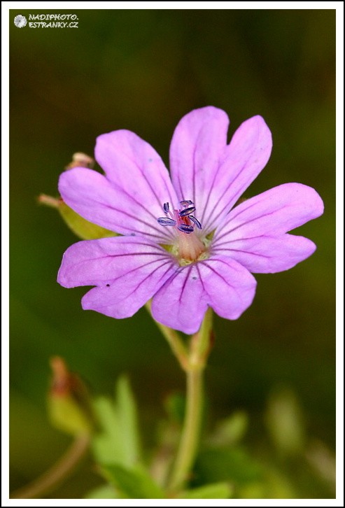 Kakost pyrenejský (Geranium pyrenaicum)