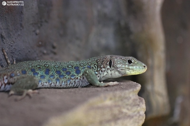 Ještěrka perlová (Timon lepidus)1 - Zoopark Chomutov