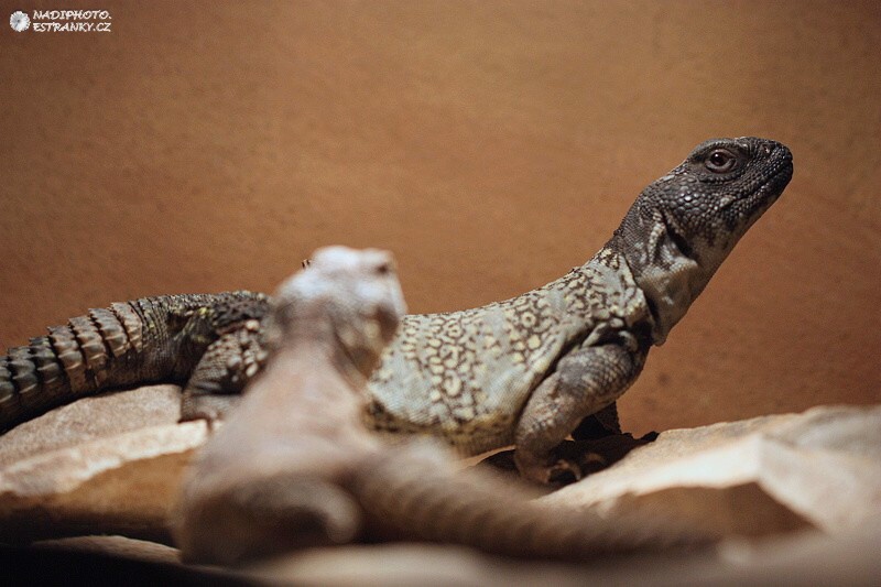 Trnorep africký (Uromastyx acanthinurus)1 - Zoopark Chomutov