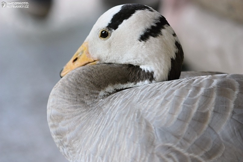 Husa indická (Anser indicus) - Zoopark Chomutov