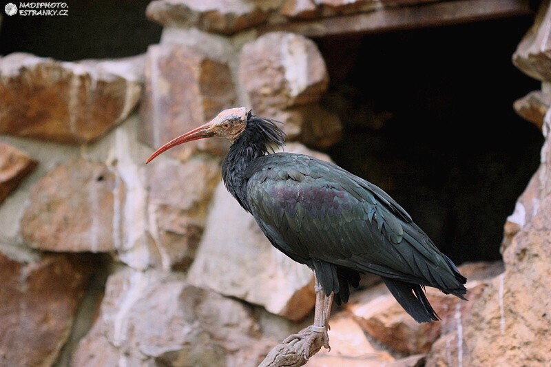 Ibis skalní (Geronticus eremita)2 - Zoopark Chomutov