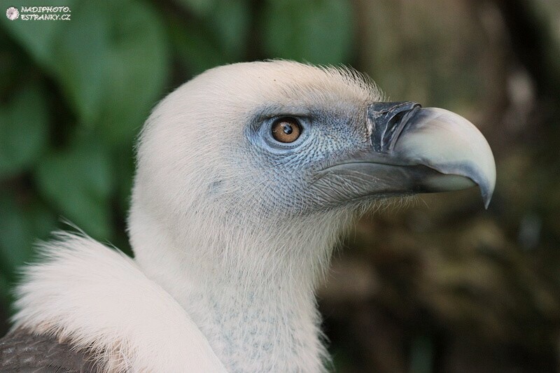 Sup bělohlavý (Gyps fulvus)3 - Zoopark Chomutov