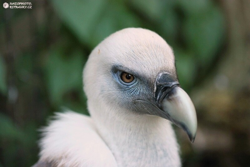 Sup bělohlavý (Gyps fulvus) - Zoopark Chomutov