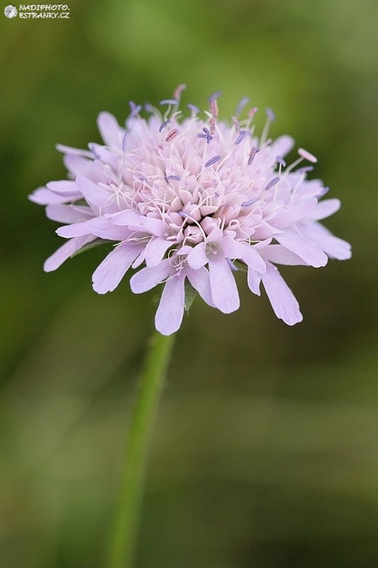 Chrastavec rolní (Knautia arvensis)