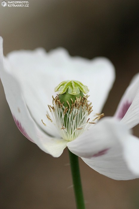 Mák setý (Papaver somniferum)4 - Č. Hrádek