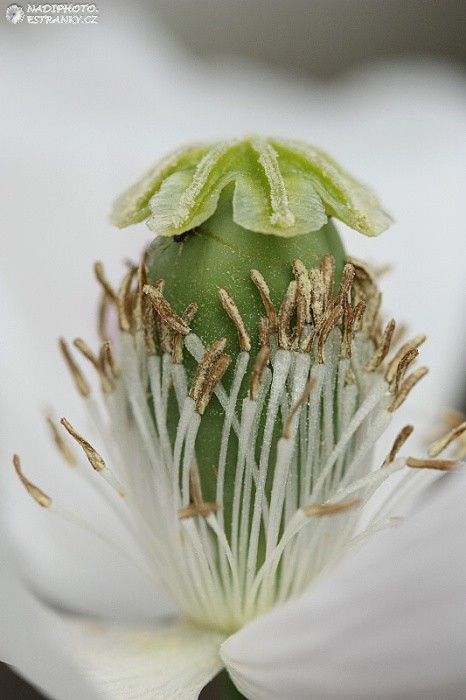 Mák setý (Papaver somniferum)5 - Č. Hrádek