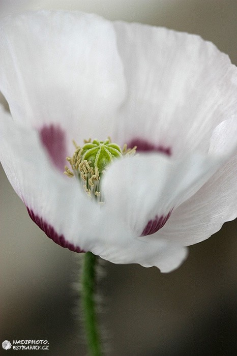 Mák setý (Papaver somniferum)3 - Č. Hrádek