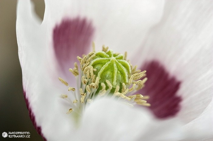 Mák setý (Papaver somniferum)2 - Č. Hrádek