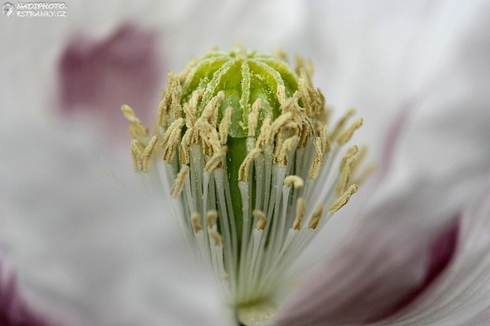 Mák setý (Papaver somniferum)1 - Č. Hrádek