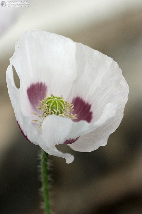  Mák setý (Papaver somniferum) -Č. Hrádek