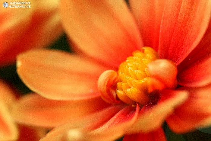 Jiřinka proměnlivá (Dahlia pinnata) 3