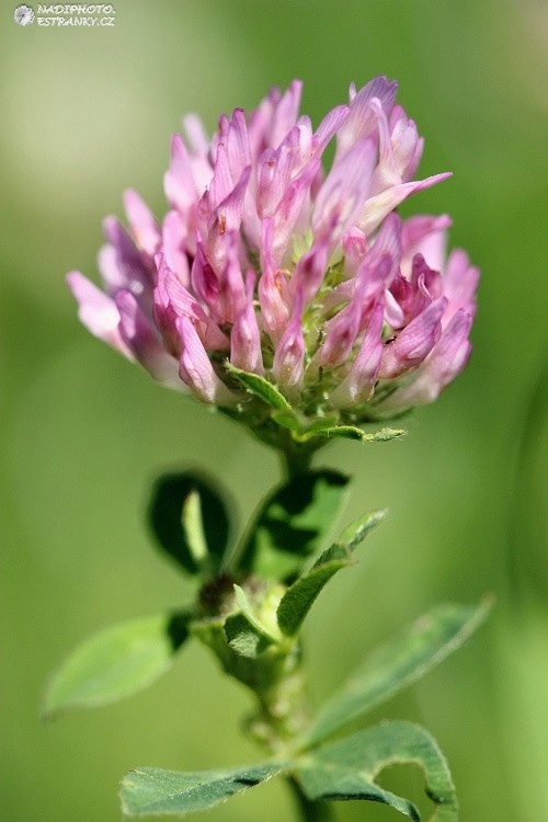 Jetel luční (Trifolium pratense)