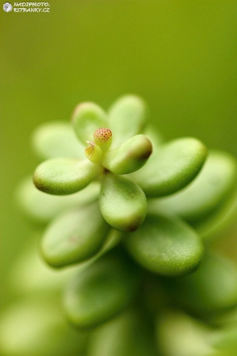 Rozchodník (Sedum)