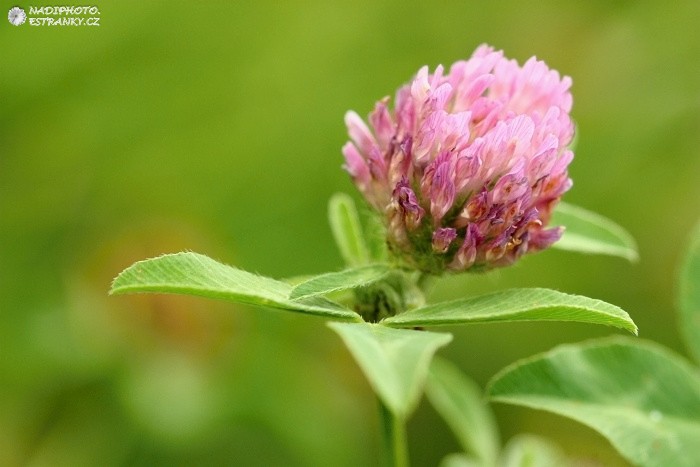 Jetel luční (Trifolium pratense)4